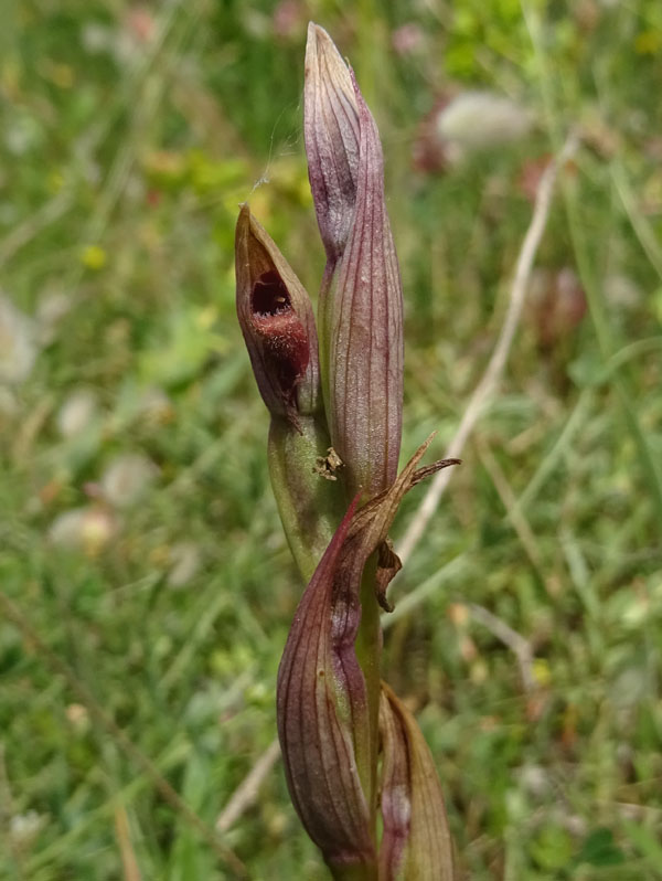 Serapias vomeracea - Gargano (FG)